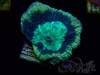 WYSIWYG - RAH Goniastrea Crown of Jewels