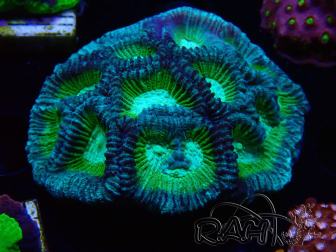 WYSIWYG - RAH Favia Treebeard 3I4