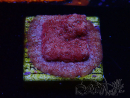 WYSIWYG - JF Leptoseris Klepto 3J5