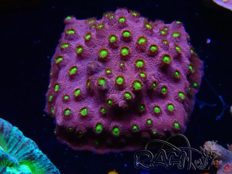 WYSIWYG - CB Cyphastrea Blingbling 3M7