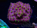 WYSIWYG - CB Cyphastrea Blingbling