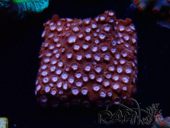 WYSIWYG - RAH Cyphastrea Moon Rocks 3O2