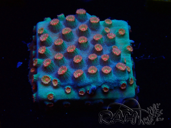WYSIWYG - Cyphastrea Meteor Shower 3O4