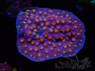 WYSIWYG - WWC Cyphastrea Rainbow Madness