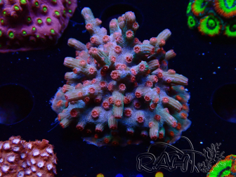 WYSIWYG - RAH Cyphastrea decadia Red 3P9