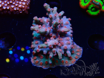 WYSIWYG - RAH Cyphastrea decadia Red 3P10
