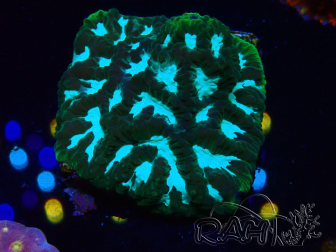 WYSIWYG RAH Favia Luminescent Green
