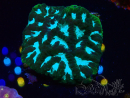 WYSIWYG RAH Favia Luminescent Green