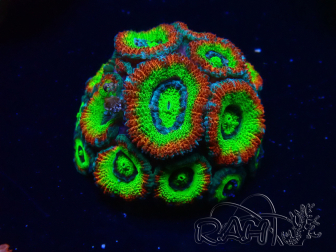 WYSIWYG WWC Holy Grail Micromussa