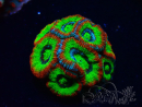 WYSIWYG WWC Holy Grail Micromussa