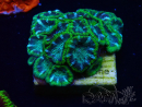 WYSIWYG - RAH Micromussa Jungle Viper 6