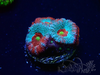 WYSIWYG - RAH Micromussa Dragon's Eye
