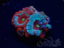 WYSIWYG - RAH Micromussa Dragon's Eye B3
