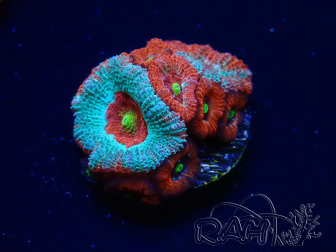 WYSIWYG - RAH Micromussa Dragon's Eye C3