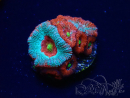 WYSIWYG - RAH Micromussa Dragon's Eye C3