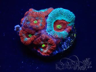 WYSIWYG - RAH Micromussa Dragon's Eye