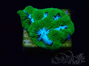 WYSIWYG - RAH Goniastrea Morning Whisper D9