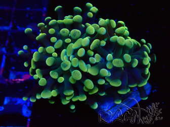 WYSIWYG Euphyllia paraancora (Mariculture acclimaté sous LED) 4A2