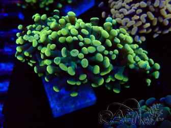 WYSIWYG Euphyllia paraancora (Maricultura aclimatada bajo LED) 4A4
