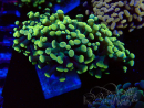 WYSIWYG Euphyllia paraancora (Marikultur akklimatisiert unter LED) 4A4