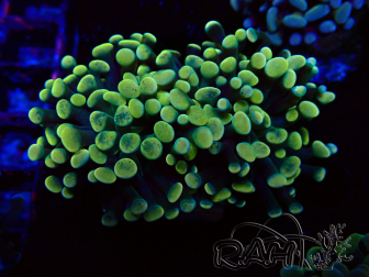 WYSIWYG Euphyllia paraancora (Mariculture acclimaté sous LED) 4A8