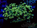 WYSIWYG Euphyllia paraancora (Mariculture acclimaté sous LED) 4A8
