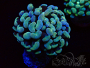 WYSIWYG Euphyllia paraancora (Mariculture acclimaté sous LED) 4A6