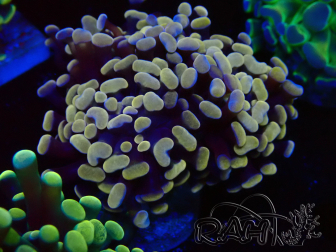 WYSIWYG Euphyllia paraancora (aus Marikultur, unter LED akklimatisiert) 4B3