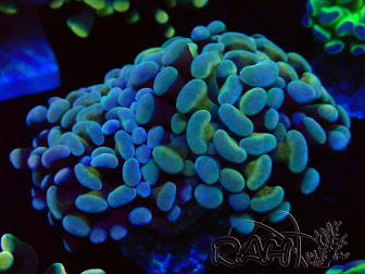 WYSIWYG Euphyllia paraancora (Mariculture acclimaté sous LED) 4B5