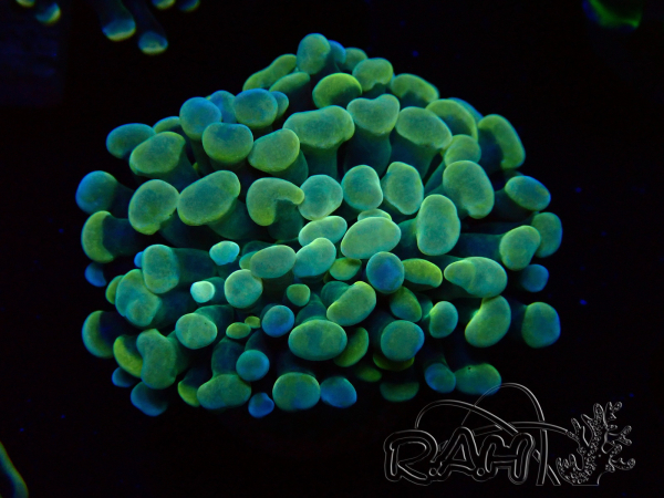 WYSIWYG Euphyllia paraancora (Maricultura aclimatada bajo LED) 4B6