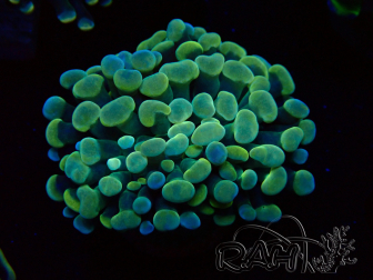 WYSIWYG Euphyllia paraancora (Maricultured acclimated under LED) 4B6