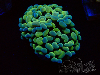 WYSIWYG Euphyllia paraancora (Maricultura aclimatada bajo LED) 4B5