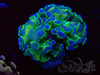 WYSIWYG Euphyllia paraancora (Maricultured acclimated under LED) 4B6