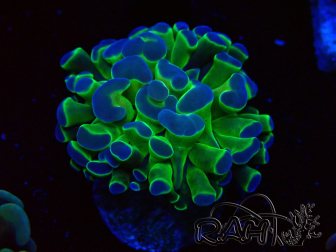 WYSIWYG Euphyllia paraancora (Maricultura aclimatada bajo LED) 4B5