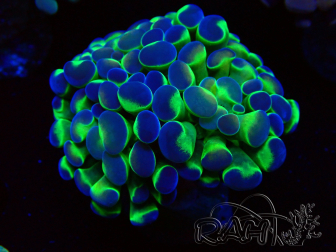 WYSIWYG Euphyllia paraancora (Maricultured acclimated under LED) 4B6