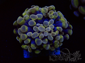 WYSIWYG Euphyllia paraancora(Mariculture acclimaté sous LED) 4C1