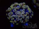 WYSIWYG Euphyllia paraancora (Mariculture acclimated under LED) 4C1