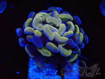 WYSIWYG Euphyllia paraancora (Marikultur akklimatisiert unter LED) 4C5