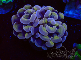 WYSIWYG Euphyllia paraancora (Mariculture acclimaté sous LED) 4C6