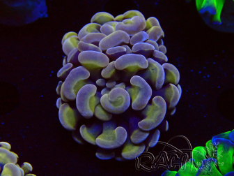 WYSIWYG Euphyllia paraancora (Mariculture acclimated under LED) 4C5