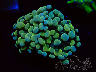 WYSIWYG Euphyllia paraancora (Unter LED akklimatisierte Marikultur) 4C6