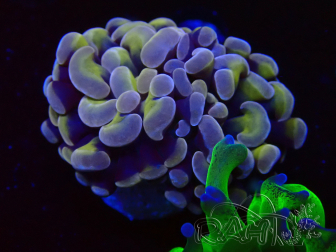 WYSIWYG Euphyllia paraancora (Mariculture acclimaté sous LED) 4C9