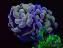 WYSIWYG Euphyllia paraancora (Mariculture acclimaté sous LED) 4C9