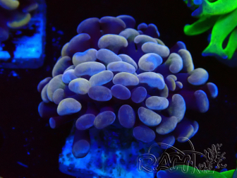 WYSIWYG Euphyllia paraancora (Unter LED akklimatisierte Marikultur) 4C6