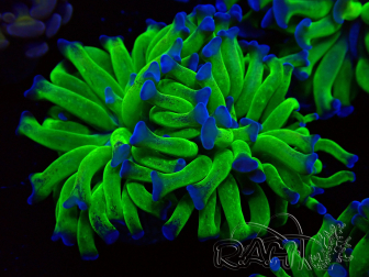 WYSIWYG Euphyllia paraancora (Maricultura aclimatada bajo LED) 4D1