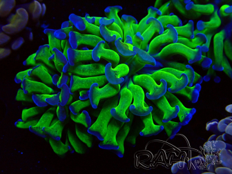 WYSIWYG Euphyllia paraancora (Maricoltura acclimatata sotto LED) 4D2