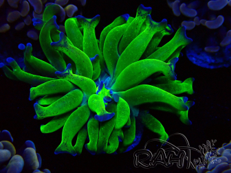 WYSIWYG Euphyllia paraancora (Maricultura aclimatada bajo LED) 4D3