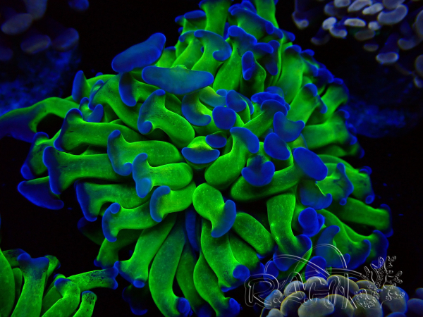 WYSIWYG Euphyllia paraancora (Mariculture acclimaté sous LED) 4D4