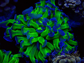 WYSIWYG Euphyllia paraancora (Mariculture acclimaté sous LED) 4D4