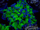 WYSIWYG Euphyllia paraancora (Mariculture acclimaté sous LED) 4D4